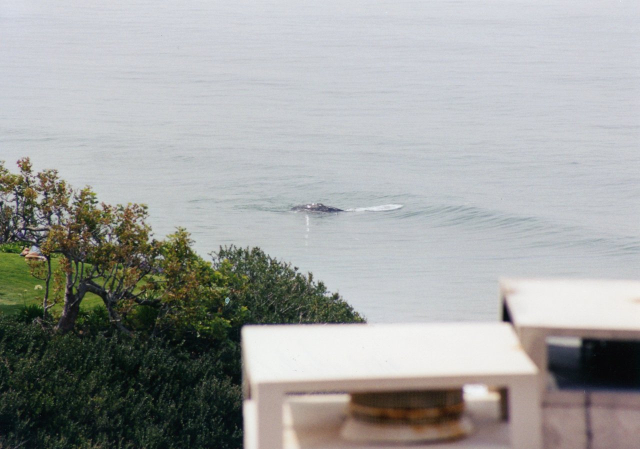 Whales in Malibu surf seen from condo